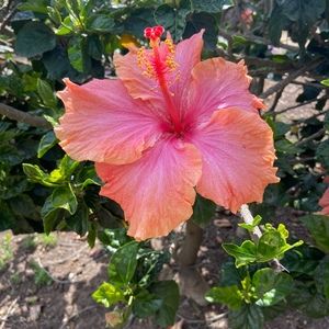 Meet your Posher, Posh